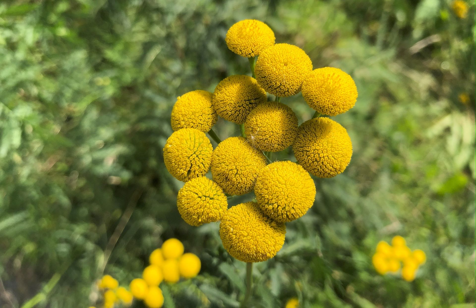 Officials report rapid spread of 'toxic' plant popping up across Arizona desert