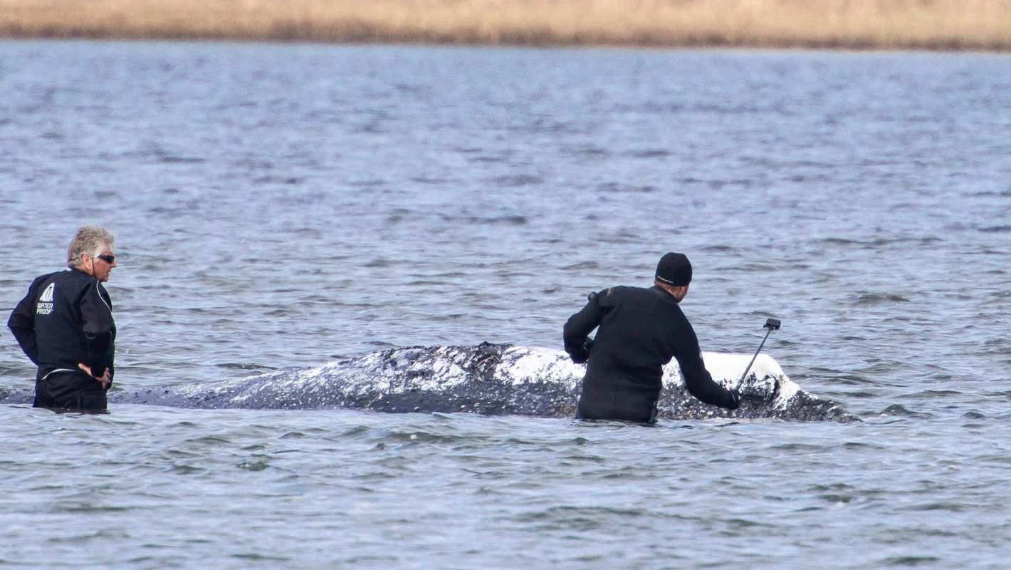 Two men in wetsuits are interacting with a whale in shallow water.