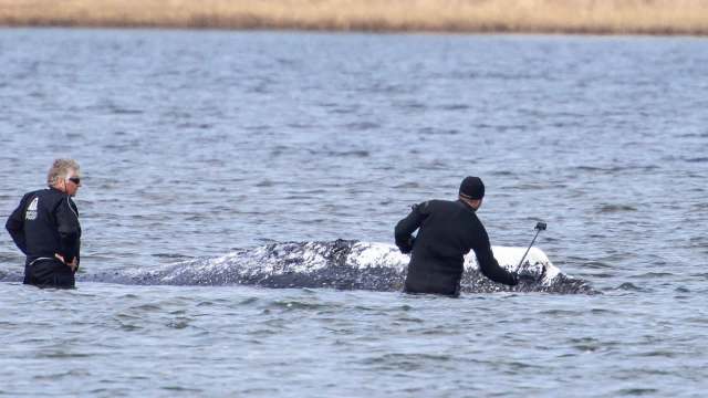 Two men in wetsuits are interacting with a whale in shallow water.