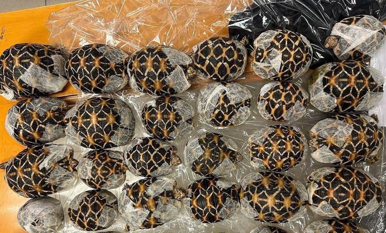 A collection of wrapped tortoises with distinctive patterned shells arranged on a surface.