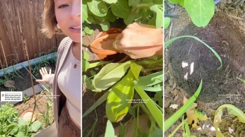 A person demonstrates a watering method using ollas in a garden.