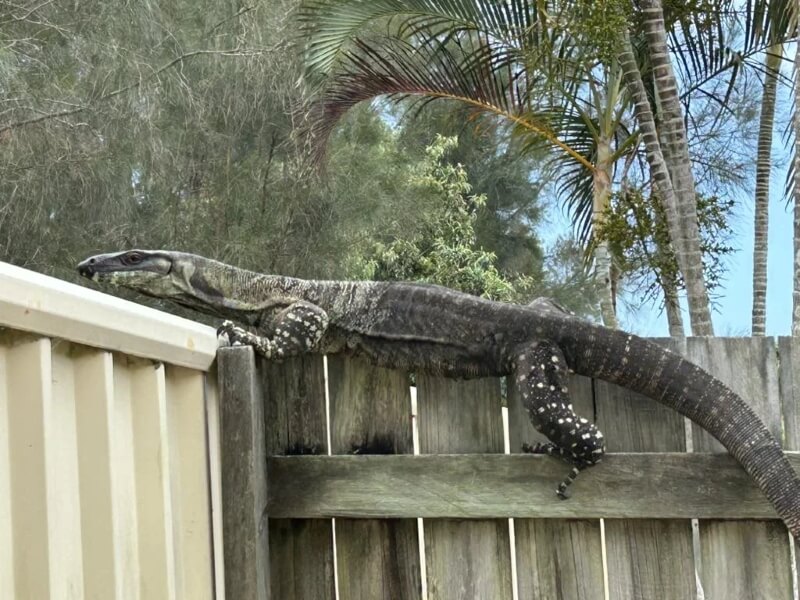 A big lizard is on top of a wooden fence with trees in the background. 