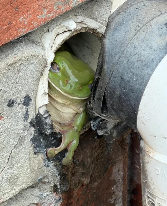 A green frog peers out of a pipe on the side of a wall.