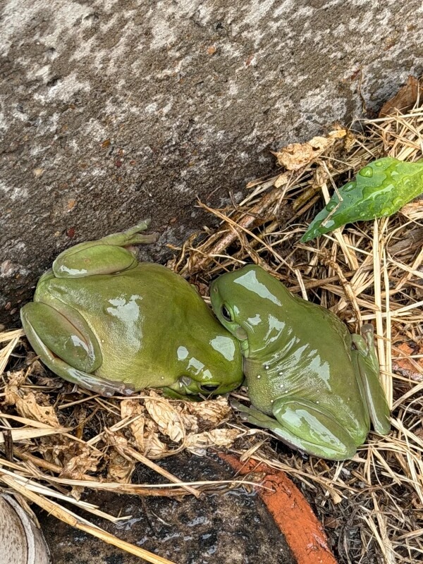 Two shiny green frogs nestled together on the ground near a wall.