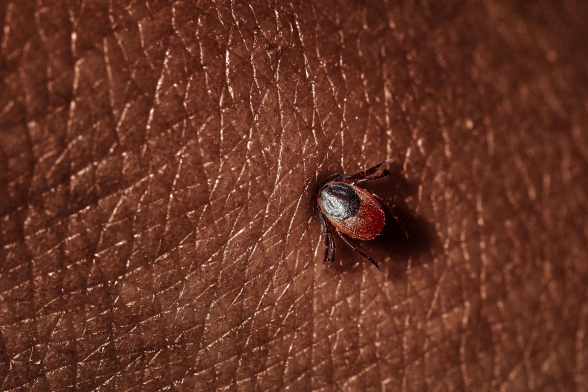 A close-up of a tick crawling on textured human skin.