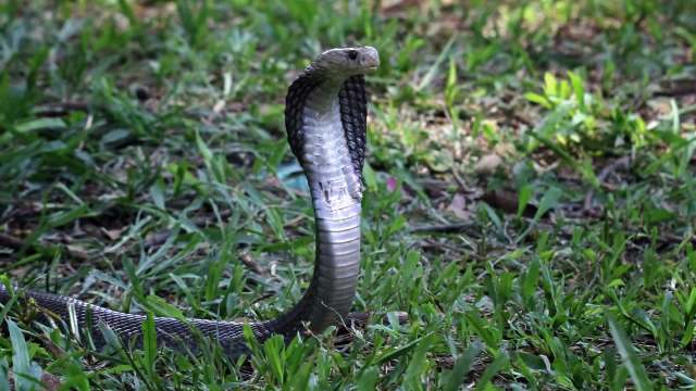 A black cobra shows off its hood in grass.
