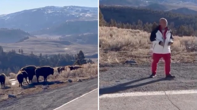 A man in a white jacket and red pants stands near a road with grazing bison in the background and mountains beyond.