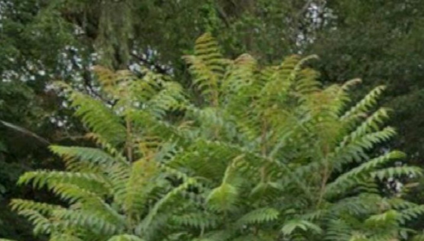 A lush green plant with feathery leaves surrounded by dense foliage.
