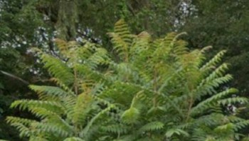 A lush green plant with feathery leaves surrounded by dense foliage.