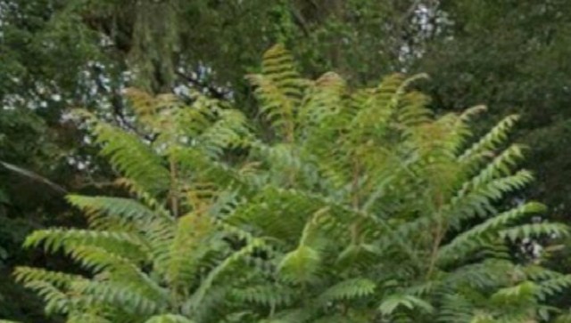 A lush green plant with feathery leaves surrounded by dense foliage.