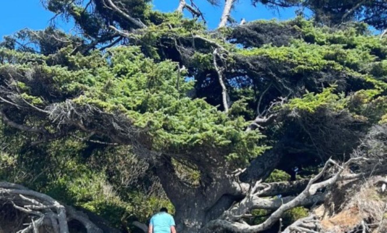 A person in a blue shirt stands near a large, sprawling tree against a clear blue sky.