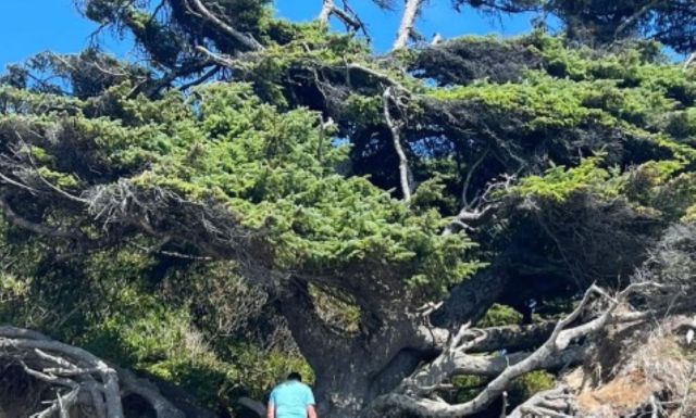 The Tree of Life at the Olympic National Park.