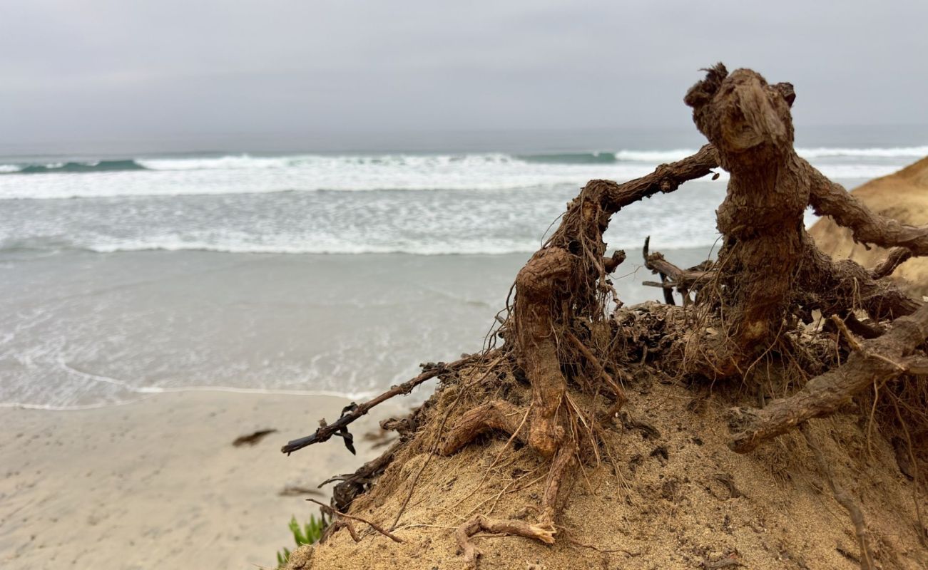 Tree roots exposed by erosion on a beach.