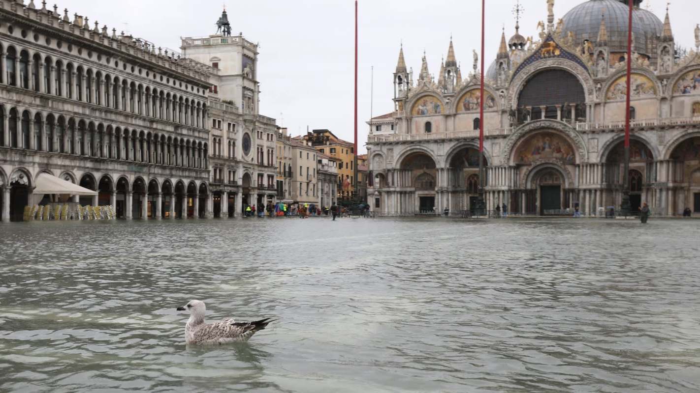 A flooded piazza in Venice with a seagull swimming in the water and historic buildings partially submerged.