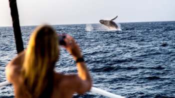 A person on a boat captures a picture of a breaching whale in the ocean with a camera.