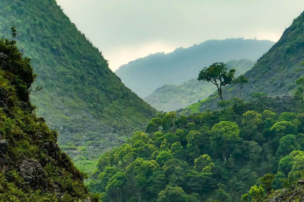 A lush, green valley surrounded by foggy mountains with a solitary tree on the hillside.
