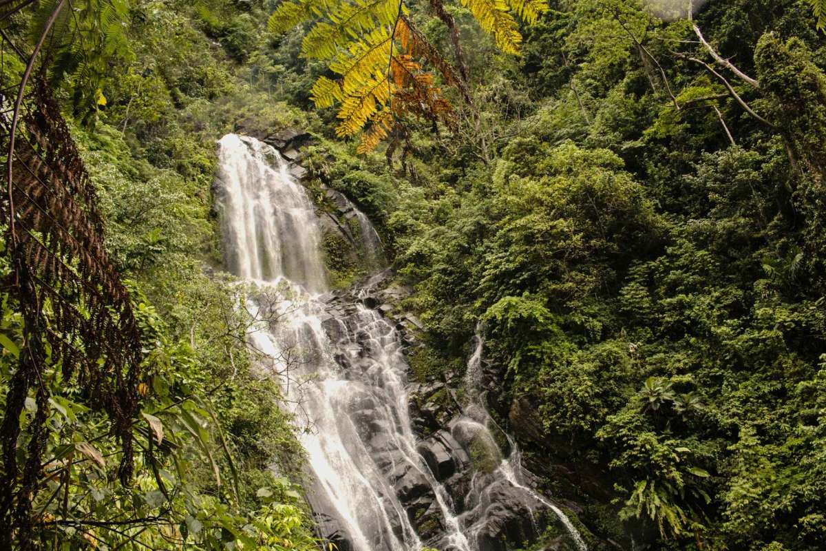 A cascading waterfall surrounded by lush greenery and tropical vegetation.