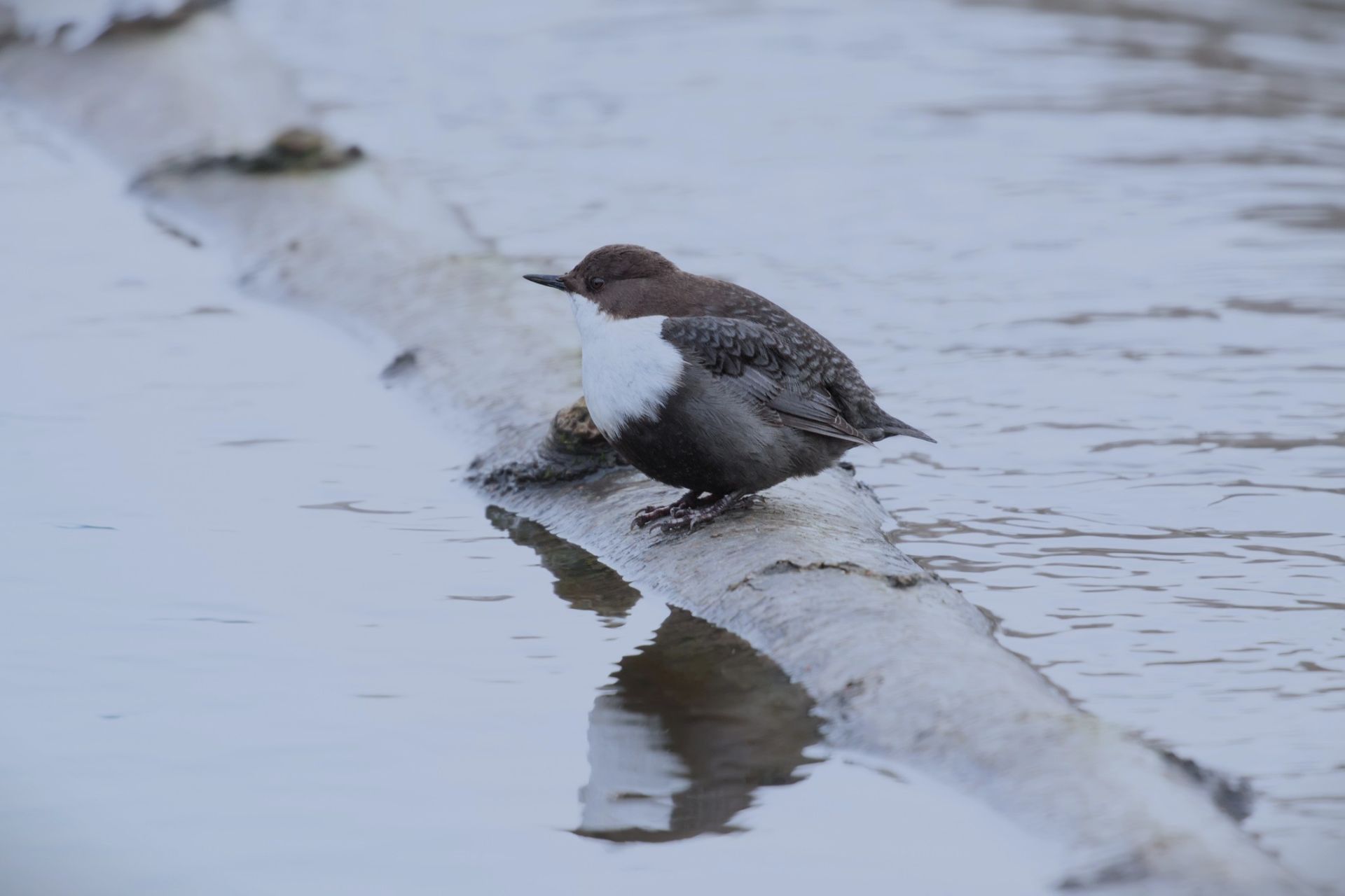 Researchers find microplastics in droppings of freshwater birds at different nesting sites