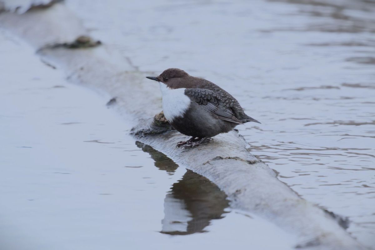 A small bird with a brown and white plumage perched on a log over calm water.