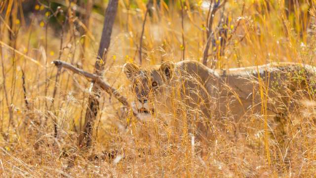 A wild lion hiding in long yellow grass.