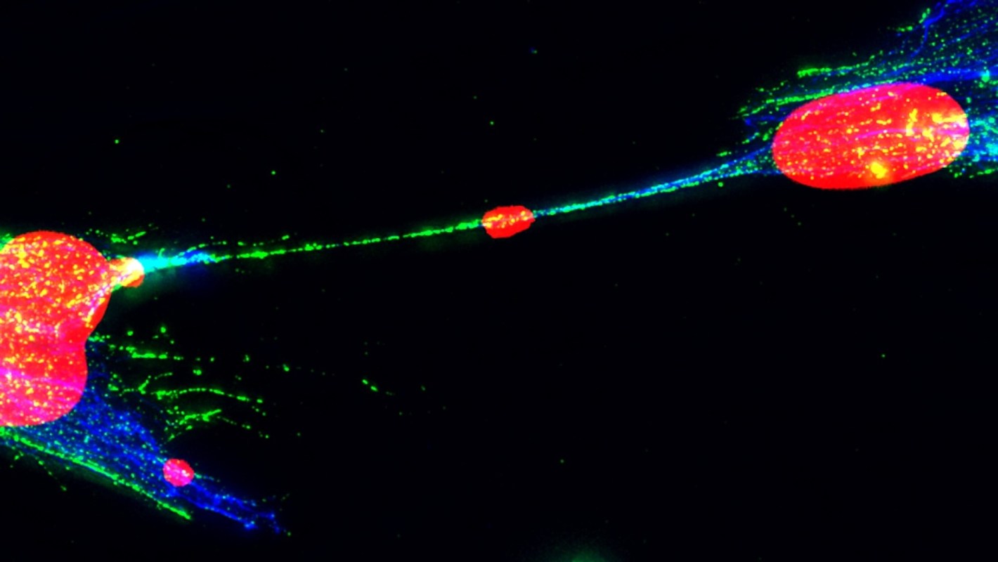 A vibrant microscopic image showing cells with red, green, and blue fluorescence against a dark background.