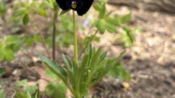 A close-up of a black viola flower surrounded by green leaves in a garden setting.
