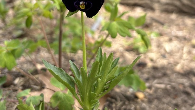 A close-up of a black viola flower surrounded by green leaves in a garden setting.