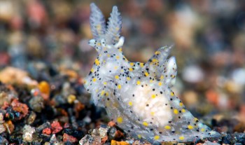 A translucent sea slug with yellow and black spots crawls over a sandy ocean floor.