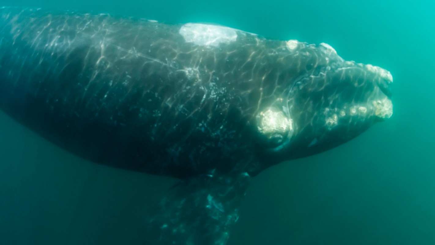 A large humpback whale underwater.