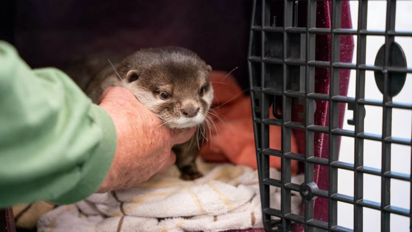 A person gently holds an otter while it sits on a towel inside a pet carrier.