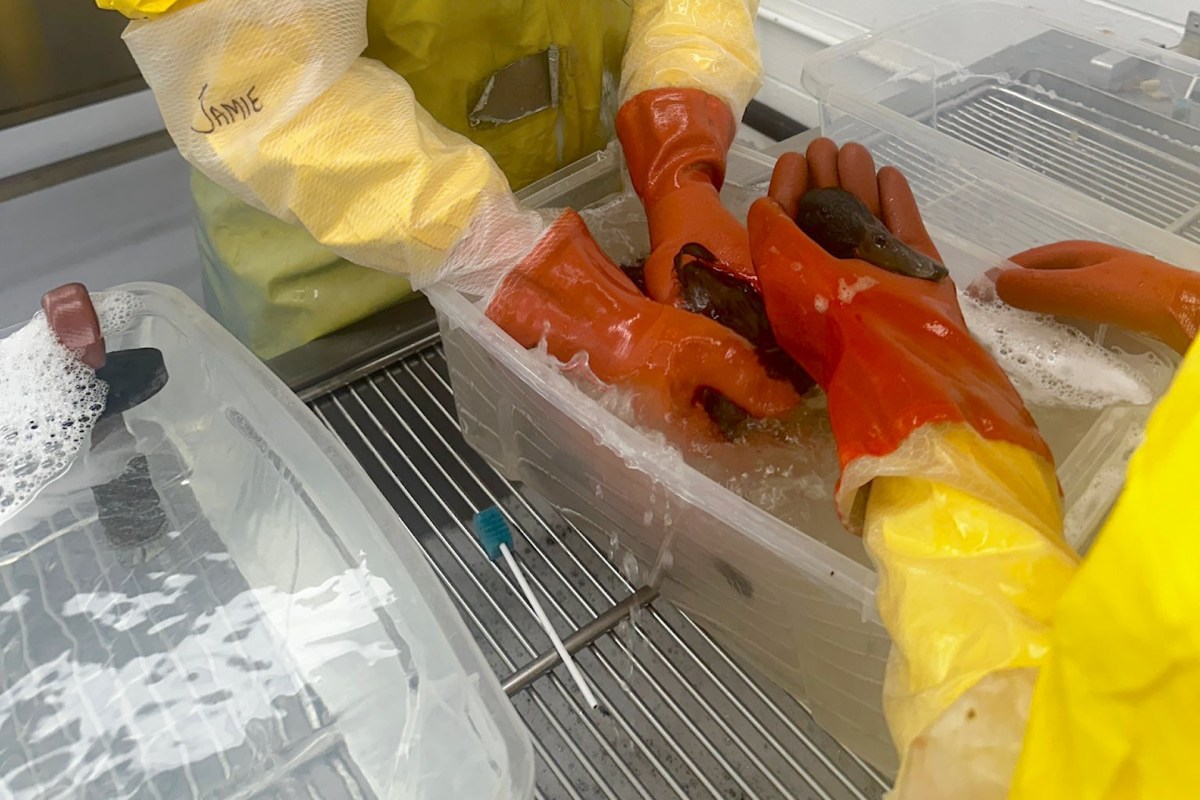 Two individuals wearing yellow protective gear and orange gloves handle an oiled duck in a clear container of water.