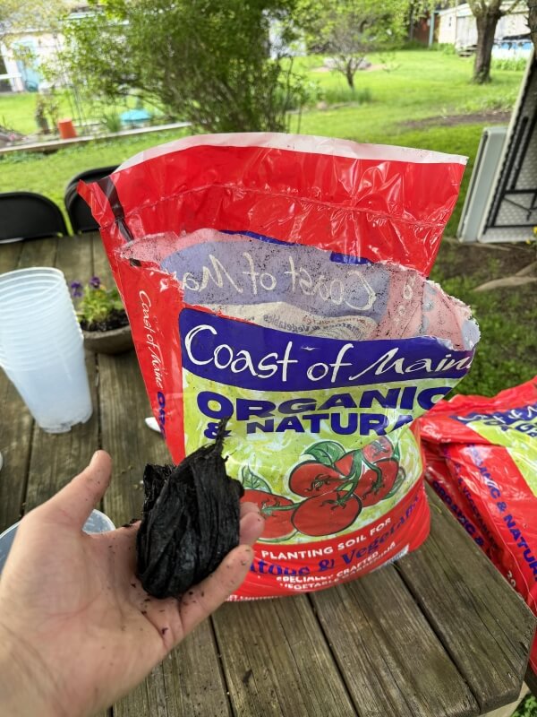 A hand holds a chunk of plastic next to an open bag marked "Coast of Maine Organic & Natural."