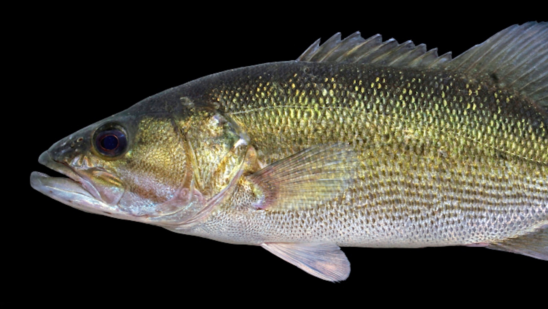Officials sound alarm after Alabama bass hybrids are confirmed in Kentucky waters for the first time