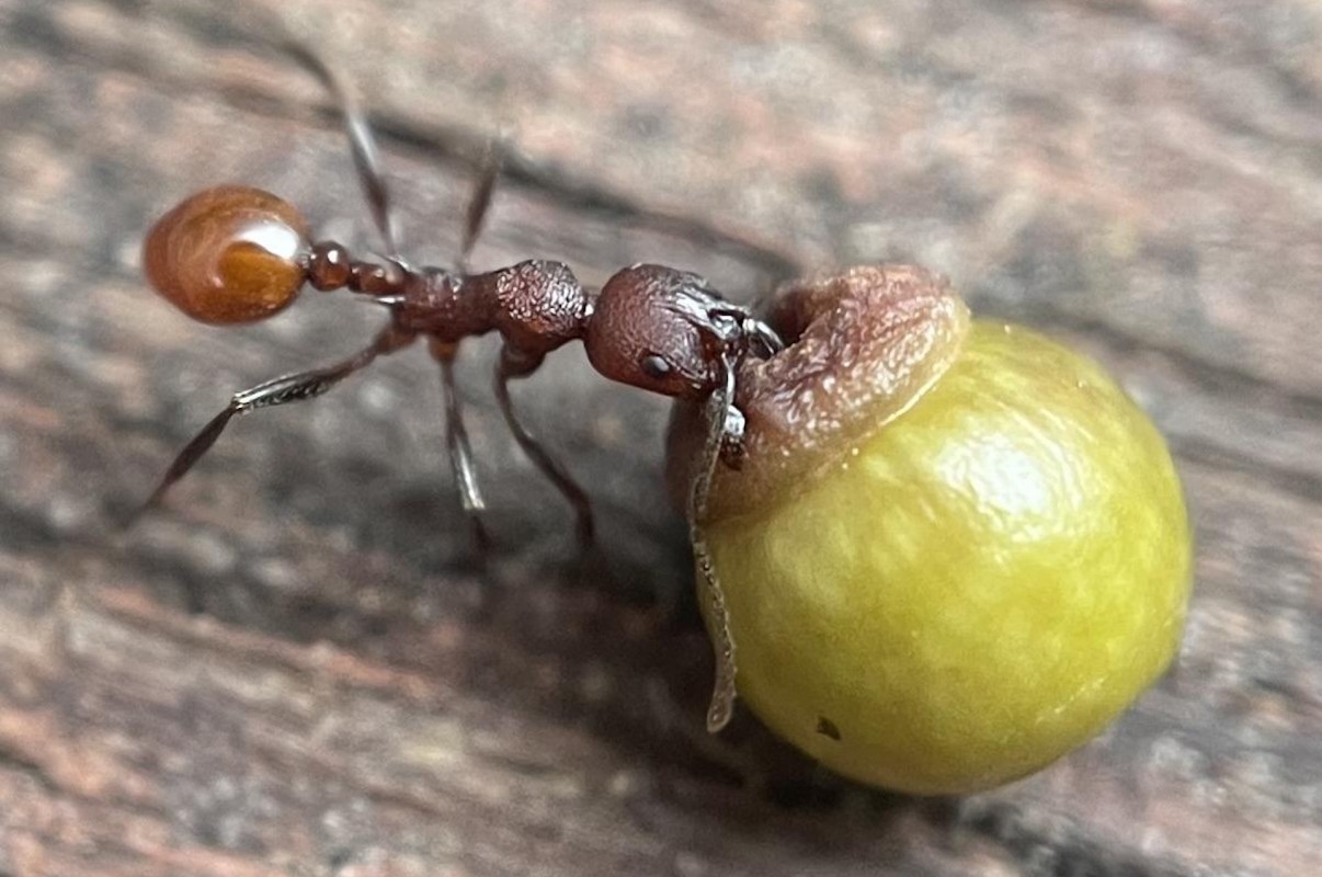 A close-up of an ant carrying a round, green object, with detailed textures visible on its body and the surface.