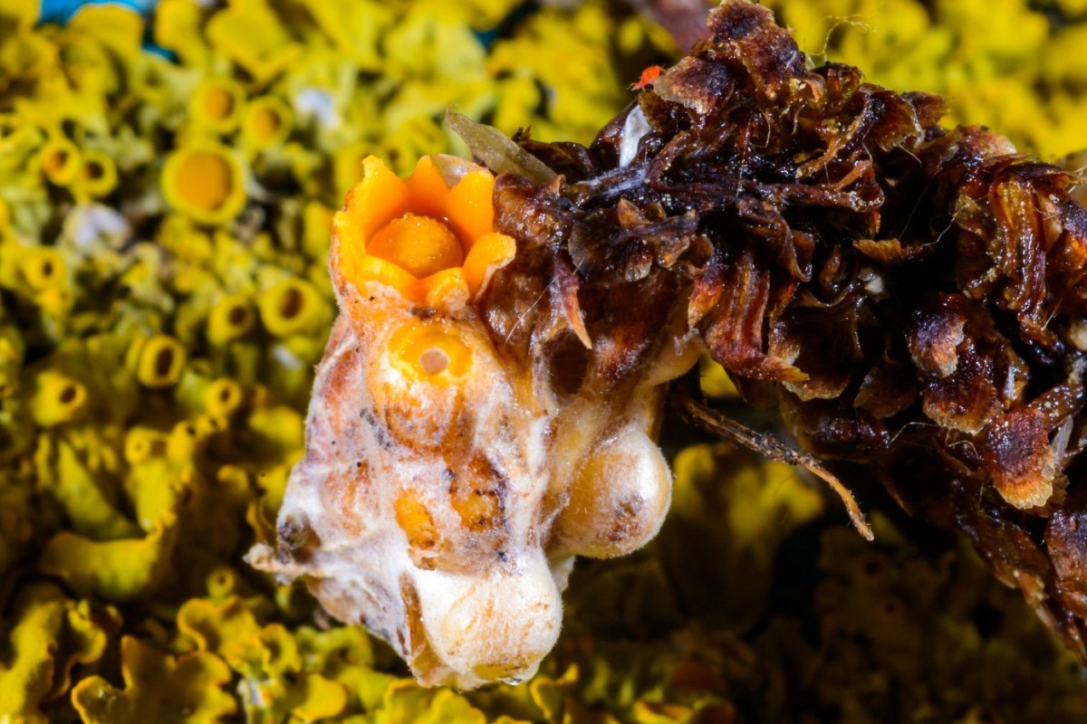 A close-up of a peculiar marine creature with orange and white structures, set against a vibrant yellow background.