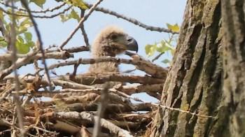 A young eaglet with a tufted head peeks out from a nest made of twigs and branches in a tree.