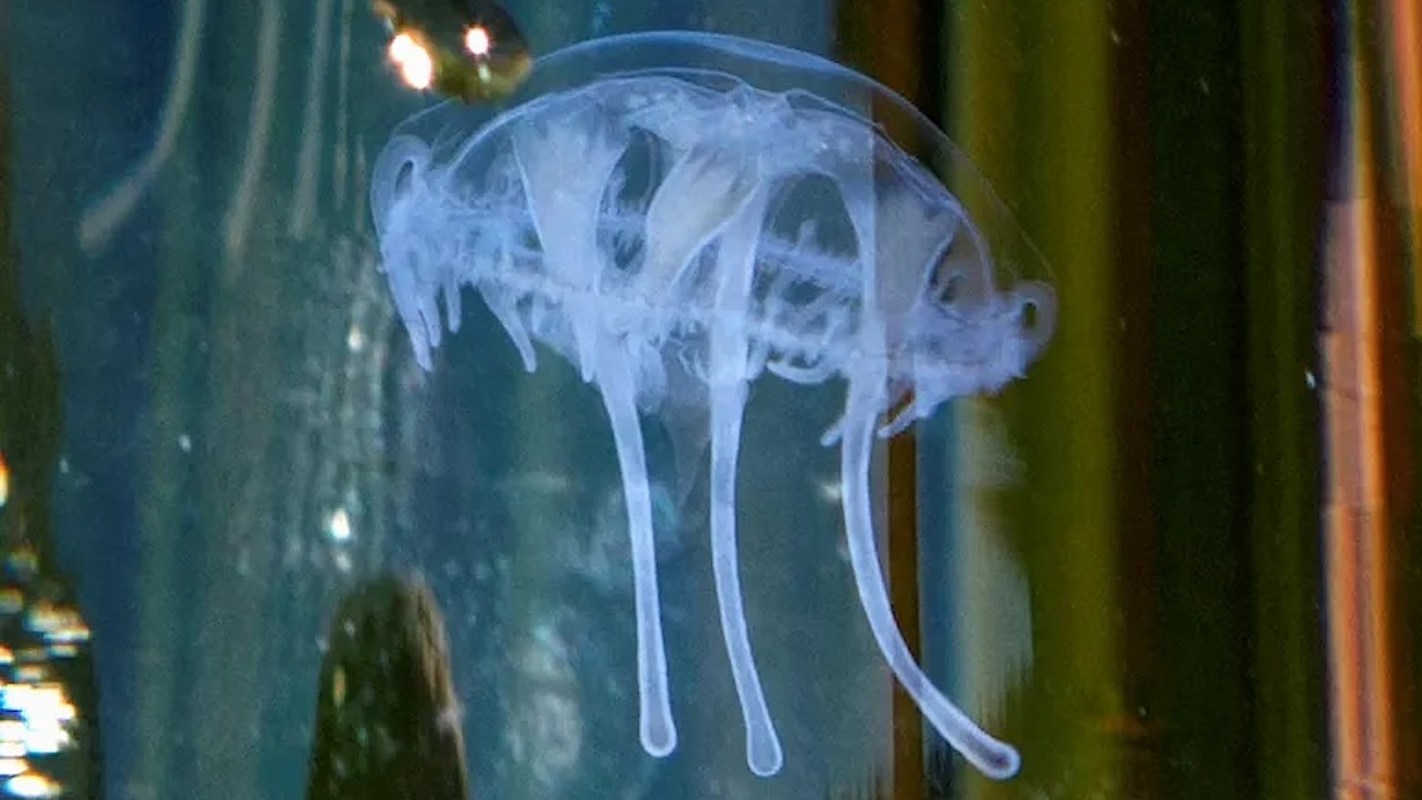 A translucent jellyfish swims gracefully, with soft light filtering through the water.