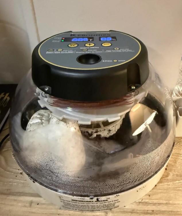 Eggs in an incubator.