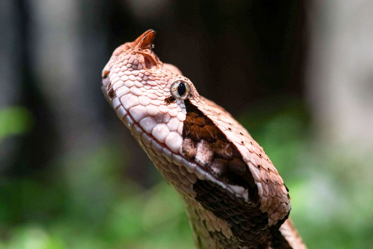 A snake with intricate scales against a blurred green background.
