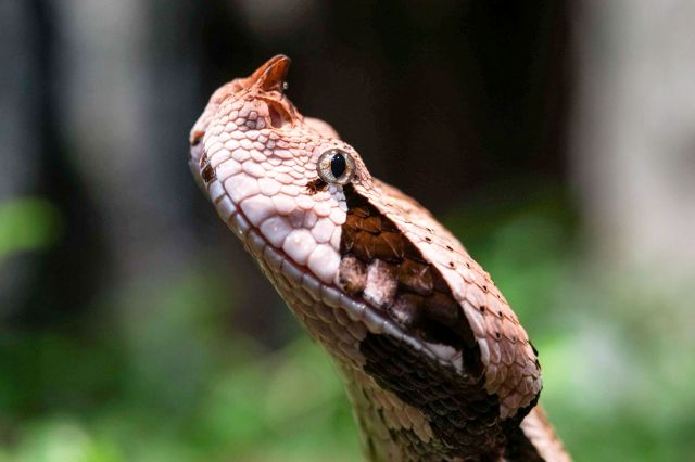 A snake with intricate scales against a blurred green background.