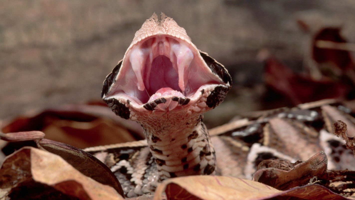 A Gaboon viper with its mouth wide open, showing its large fangs.