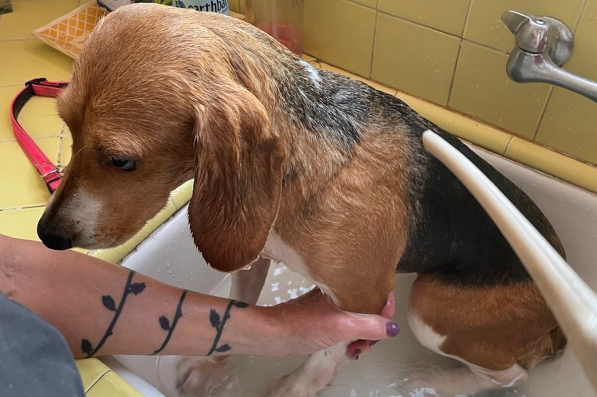 A wet, sad-looking beagle sits in a sink while a person gives it a bath.
