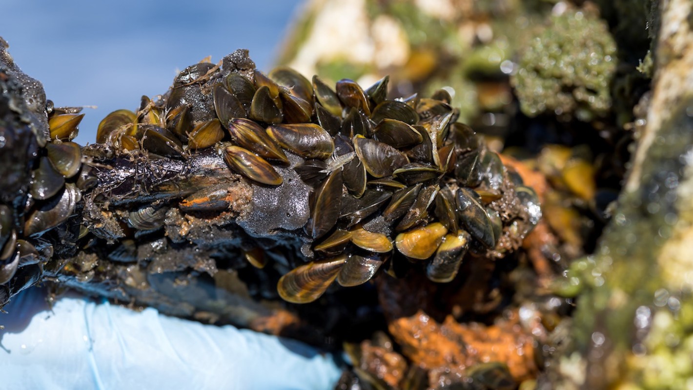 A close-up of barnacles and mussels encrusting a rocky surface near the ocean.