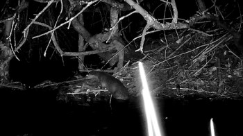 A nocturnal scene of an otter near a riverbank, surrounded by branches and foliage.