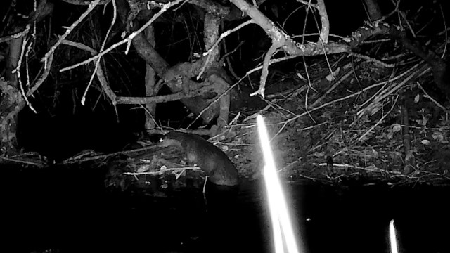 A nocturnal scene of an otter near a riverbank, surrounded by branches and foliage.