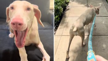 A light-colored dog yawns while sitting indoors, then walks on a leash outdoors along a concrete path.