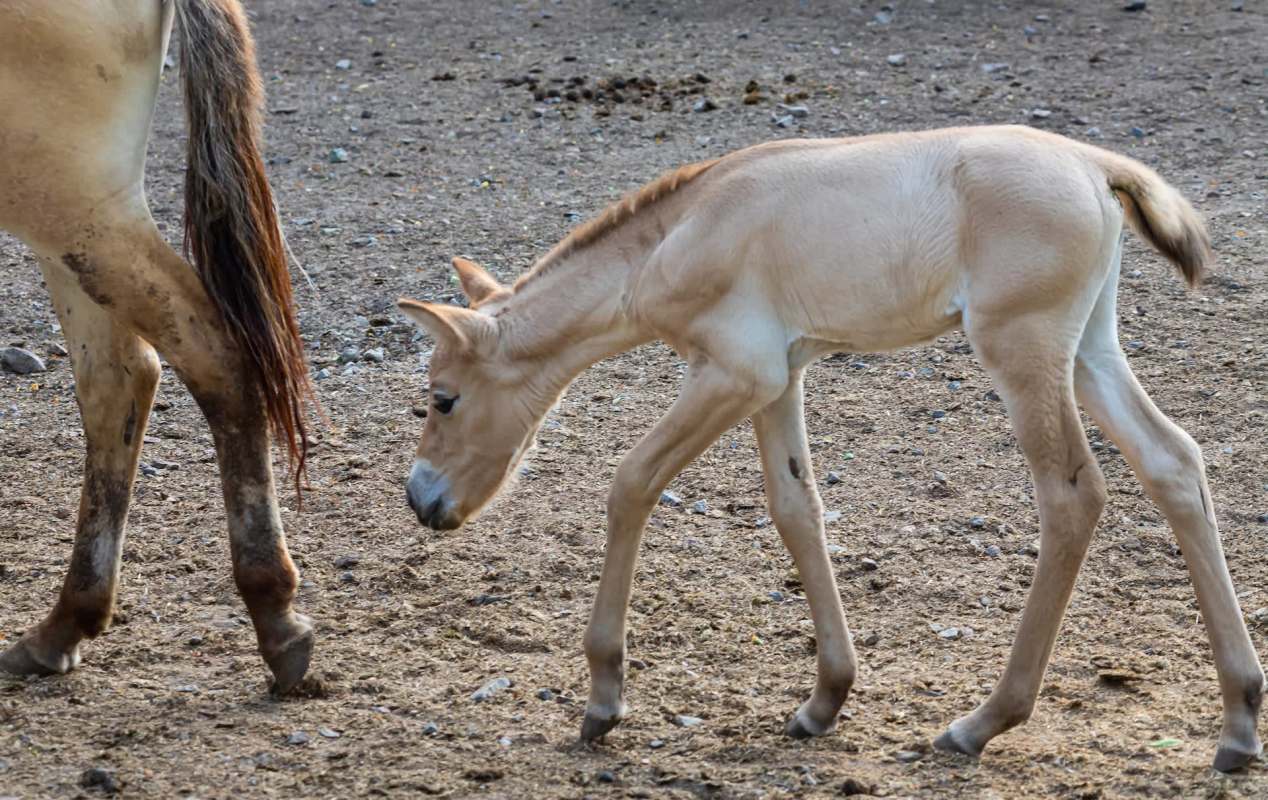 A young Przewalski's horse foal curiously walks beside an adult horse on a dirt ground.