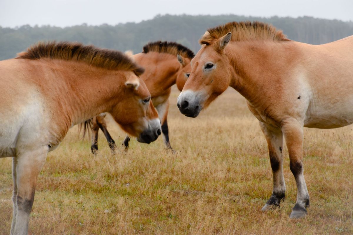 Three brown Przewalski's horses interacting in a grassy field under a cloudy sky.