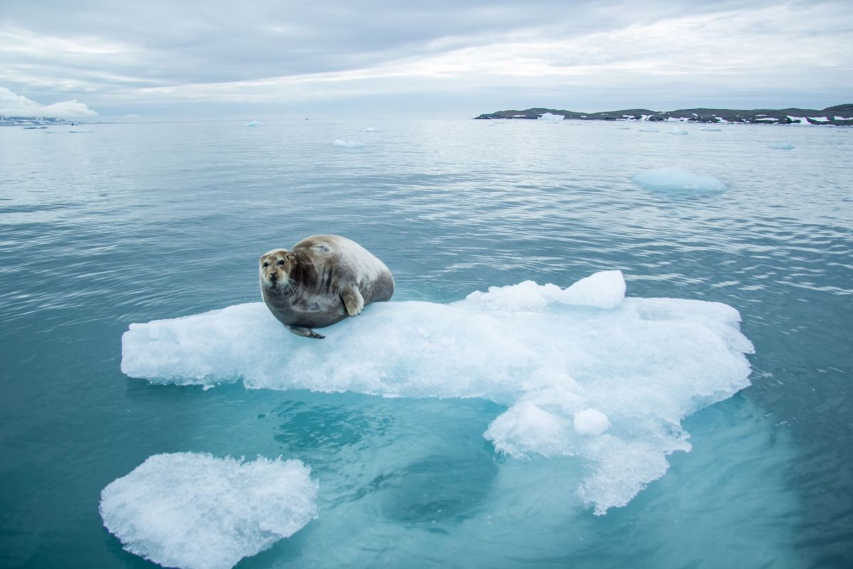 A seal resting on a small iceberg in calm, clear waters under a cloudy sky.