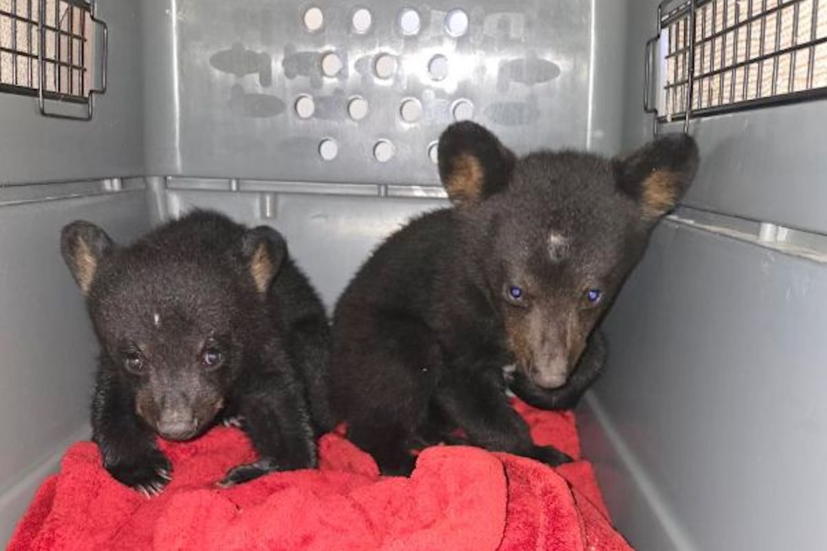 Two black bear cubs sitting on a red blanket in a crate.
